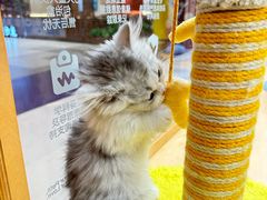 -帕帕拉兹宠物(亚洲旗舰店)