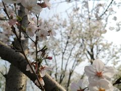 -杭州湾海上花田景区