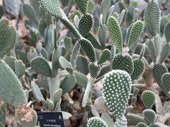 -深圳市中科院仙湖植物园