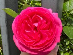 -上海市平和双语学校