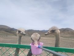 -新疆天山野生动物园