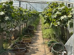 -马陆小张葡萄园农家乐