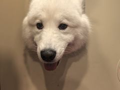 -和它·交个朋友·狗咖猫咖(爱琴海店)