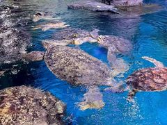 -烟台海昌鲸鲨海洋公园