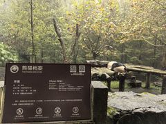 -都江堰中华大熊猫苑