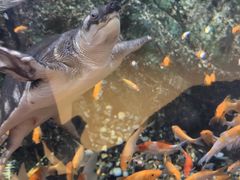 -萌宠奇缘(荣鼎店)