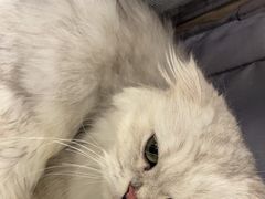 -瑞派康怡24h宠物医院·犬猫医疗中心·微创绝育(瑞景分院)