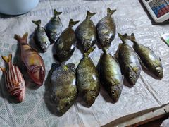 -海南清水湾莱佛士酒店