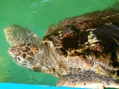 -北戴河圣蓝海洋公园