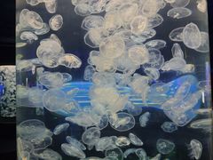 -芜湖新华联大白鲸海洋公园