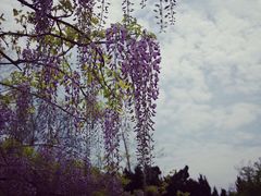 -嘉定紫藤园