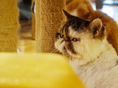 -喵园·猫主题咖啡厅·撸猫·猫咖(国贸店)