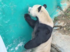 -栾川竹海野生动物园