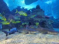 -太平洋海底世界