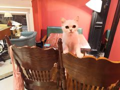 -猫色咖啡·猫咖