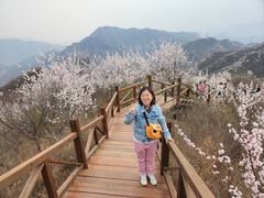 -大岭沟猕猴桃谷风景区