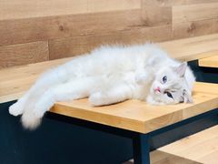 -瞄一喵猫咖(格力海岸店)