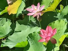 -大宁郁金香公园-停车场