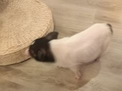-浣熊柯尔鸭土拨鼠·电玩咖