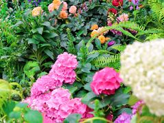 -深圳市中科院仙湖植物园