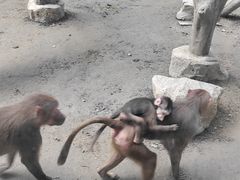 -成都动物园