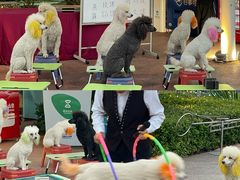 -三亚红色娘子军演艺公园景区