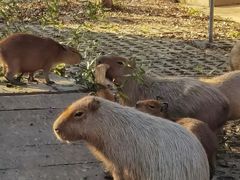 -合肥野生动物园