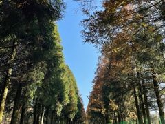 -山王坪喀斯特国家生态公园