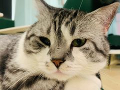 -安格丽娜·狗咖·猫咖羊驼咖(春熙路百盛商场店)