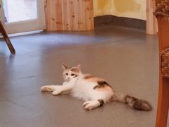 -猫色咖啡·猫咖