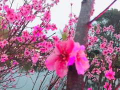 -北湖公园