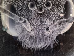 -上海昆虫博物馆