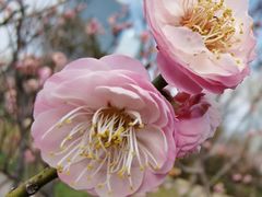 -新虹桥中心花园