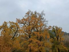 -千年银杏谷文化旅游区