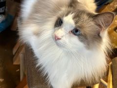 -猫猫幼稚园·撸猫·桌游·电玩