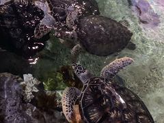 -福州罗源湾海洋世界旅游区