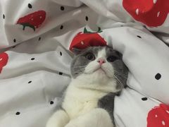 -苏生镇江鸭血粉丝(永泰国际广场店)