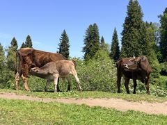 -新疆那拉提国家旅游度假区