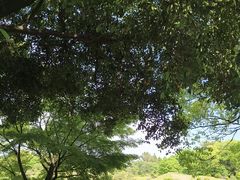 -水前寺成趣园