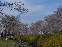 -羊山湖公园