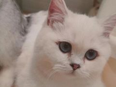 -momokira米努特·德文卷毛猫·棉花面纱犬