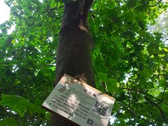 -南宁良凤江国家森林公园