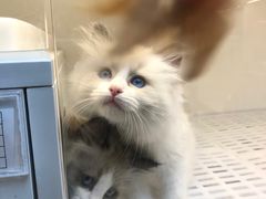 -lincat·猫舍(广州店)