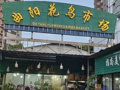 -曲阳花鸟市场(曲阳路店)