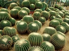 -石家庄市植物园