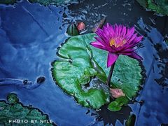 -上海滨江森林公园