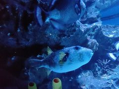 -海合安成都极地海洋公园