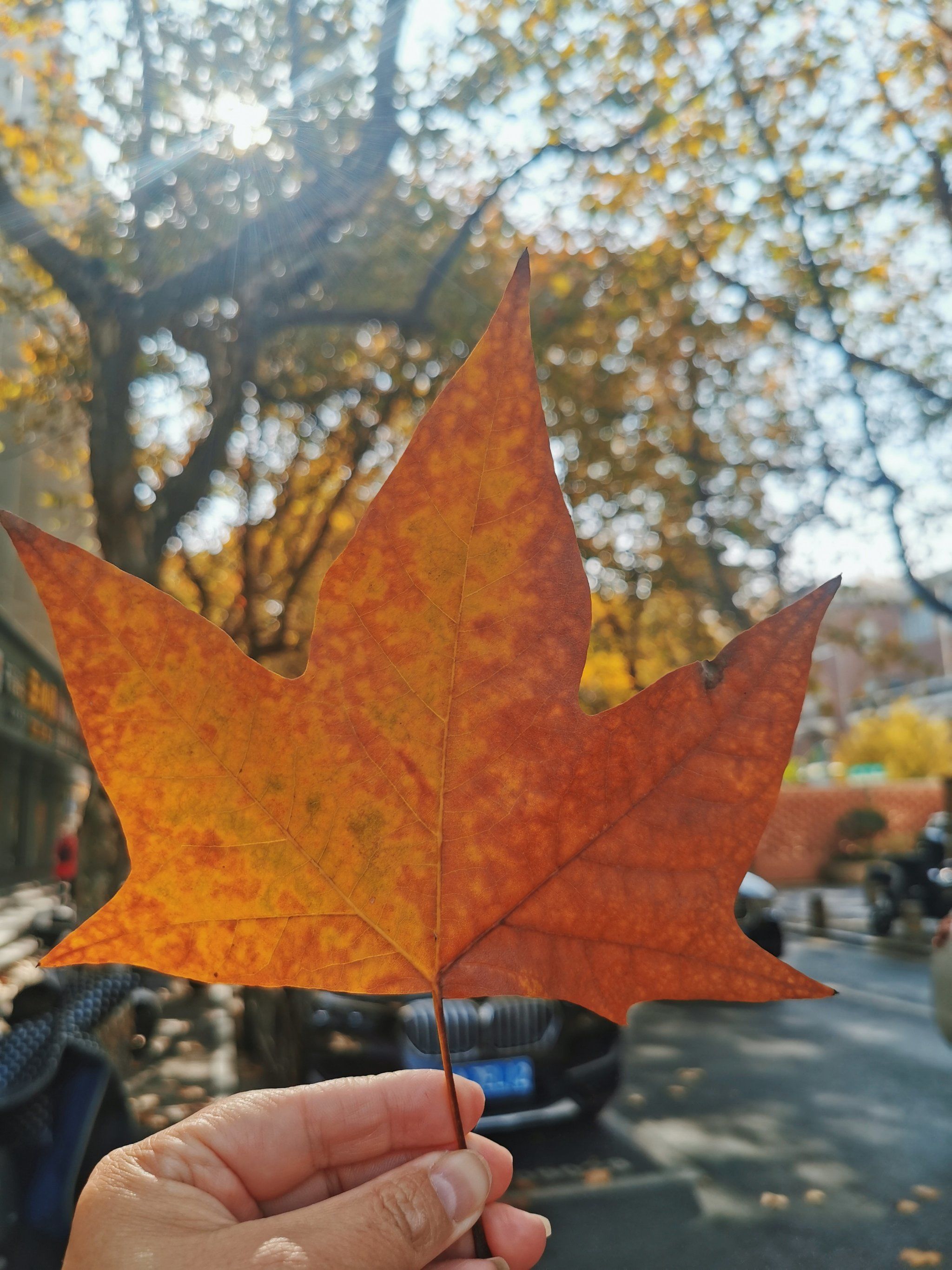 杭州梧桐树叶黄了