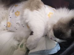 -纳吉亚猫专科动物医院(康都外科中心)