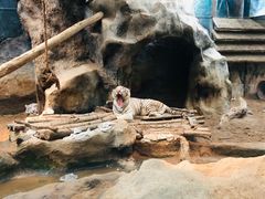 -清迈夜间动物园